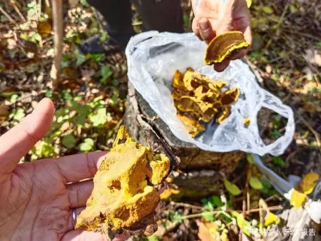 桑树上长出的“黄金”，能遇到是运气，价格昂贵，但农民却不敢种（桑树上长的虫所有图片）